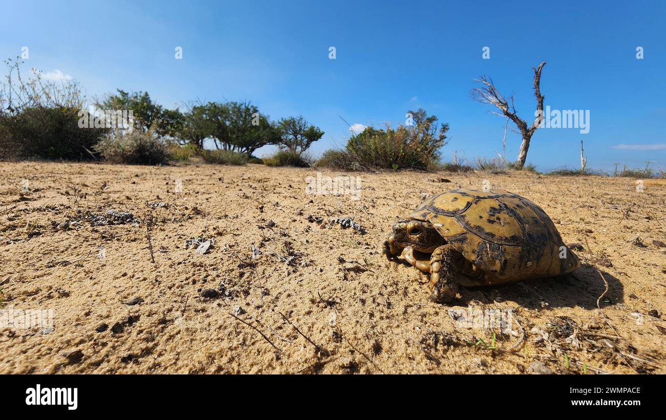 Close up of a Spur-thighed Tortoise or Greek Tortoise (Testudo graeca) in a field. Photographed in Israel in November Stock Photo