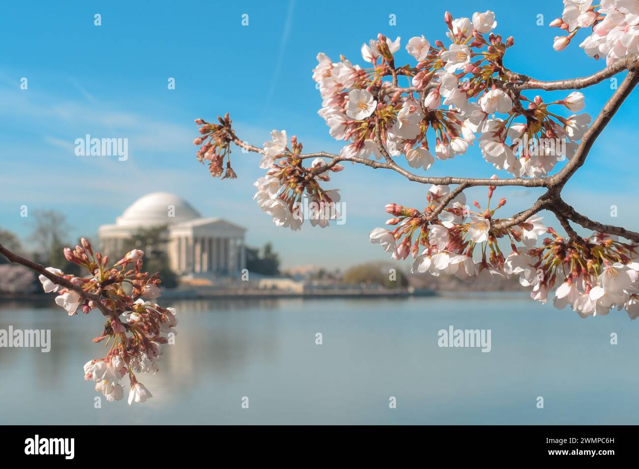 Japanese cherry blossoms in full bloom, Jefferson Memorial in background, at the Tidal Basin.in Washington, D.C. 21 Mar. 2023 Stock Photo