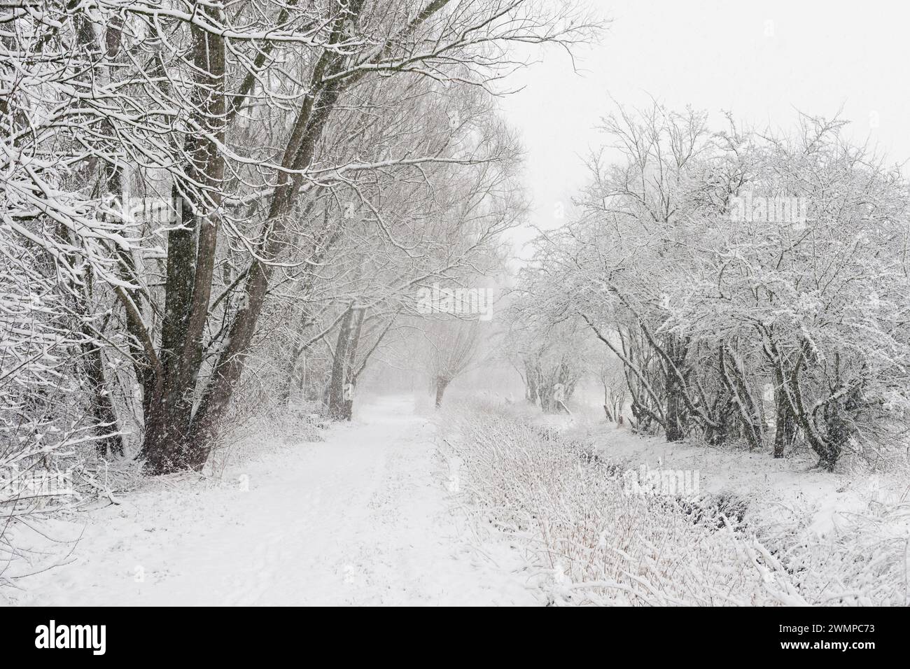 Onset of winter, snow fall, hiking path leading through the old rhine sling along a small brook, near Duesseldorf, North Rhine Westphalia, Germany, Eu Stock Photo