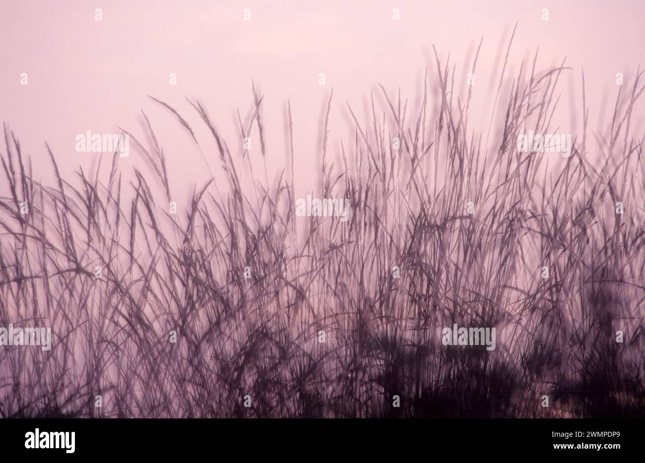 Grass in wind Stock Photo