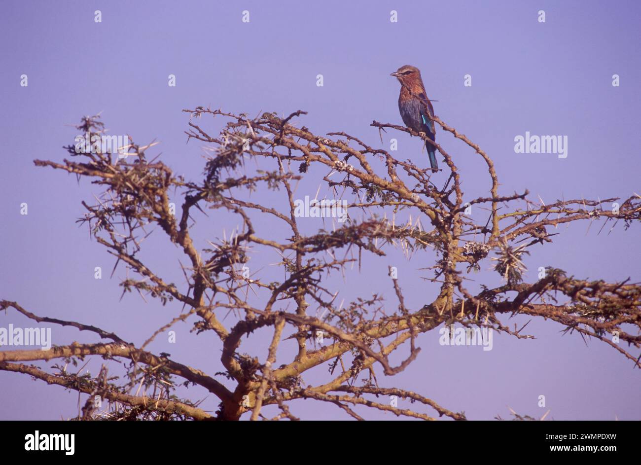 Bird in acacia tree, Kenya, Coracias caudatus Stock Photo