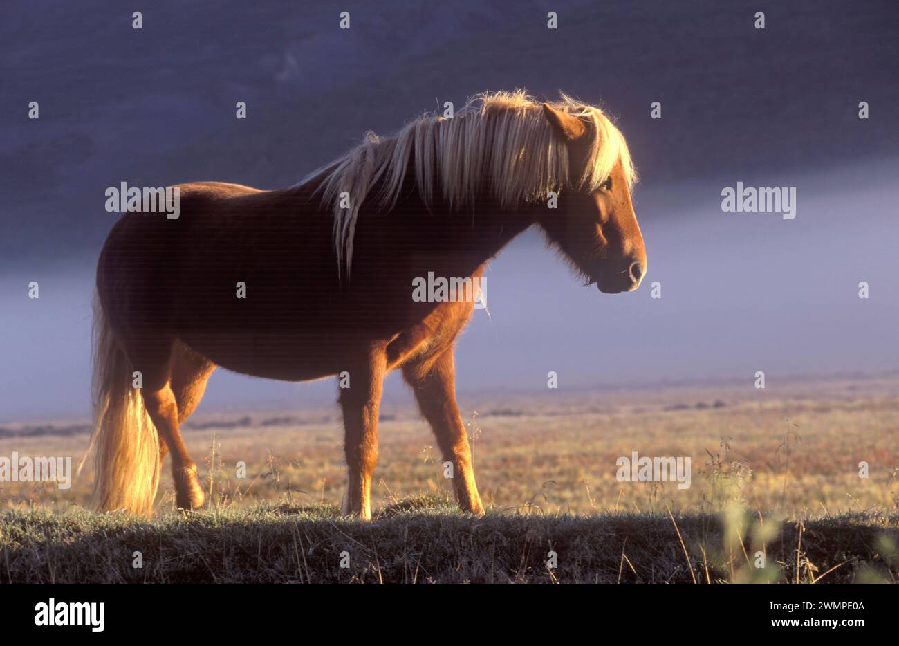 Icelandic horse Stock Photo