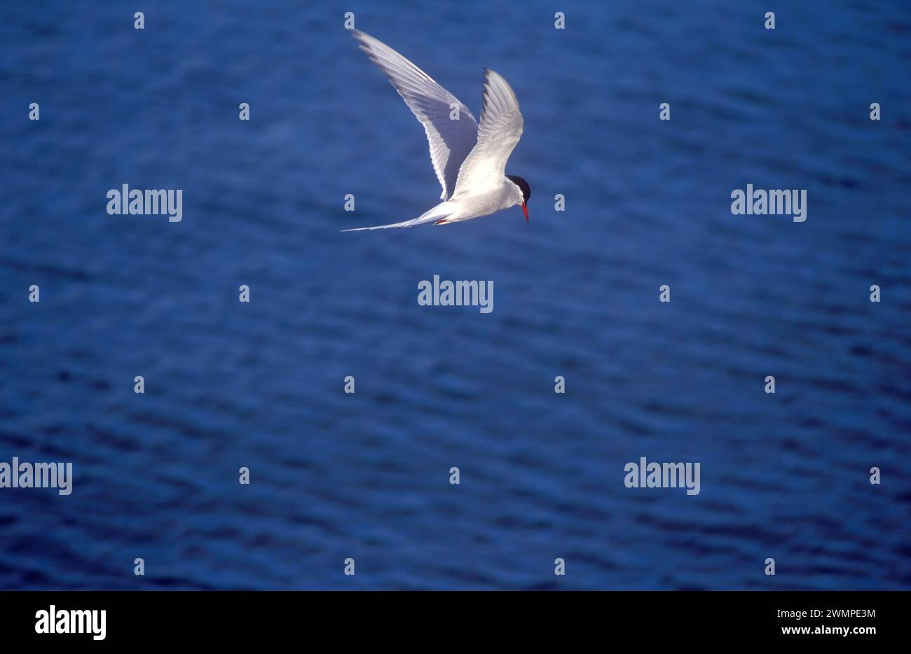 Sterna paradisaea. Arctic tern Stock Photo