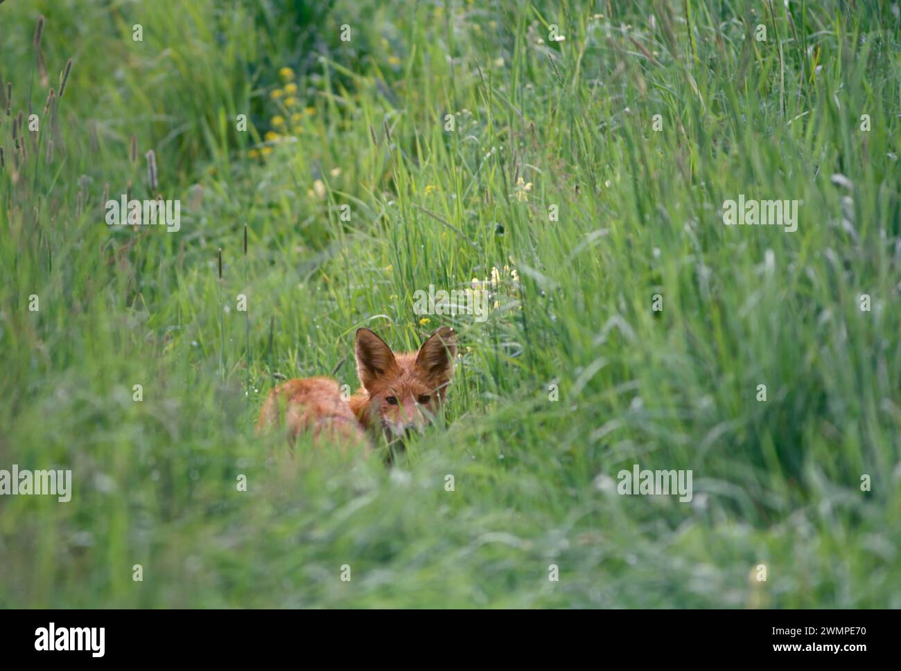 Red fox, Vulpes vulpes Stock Photo