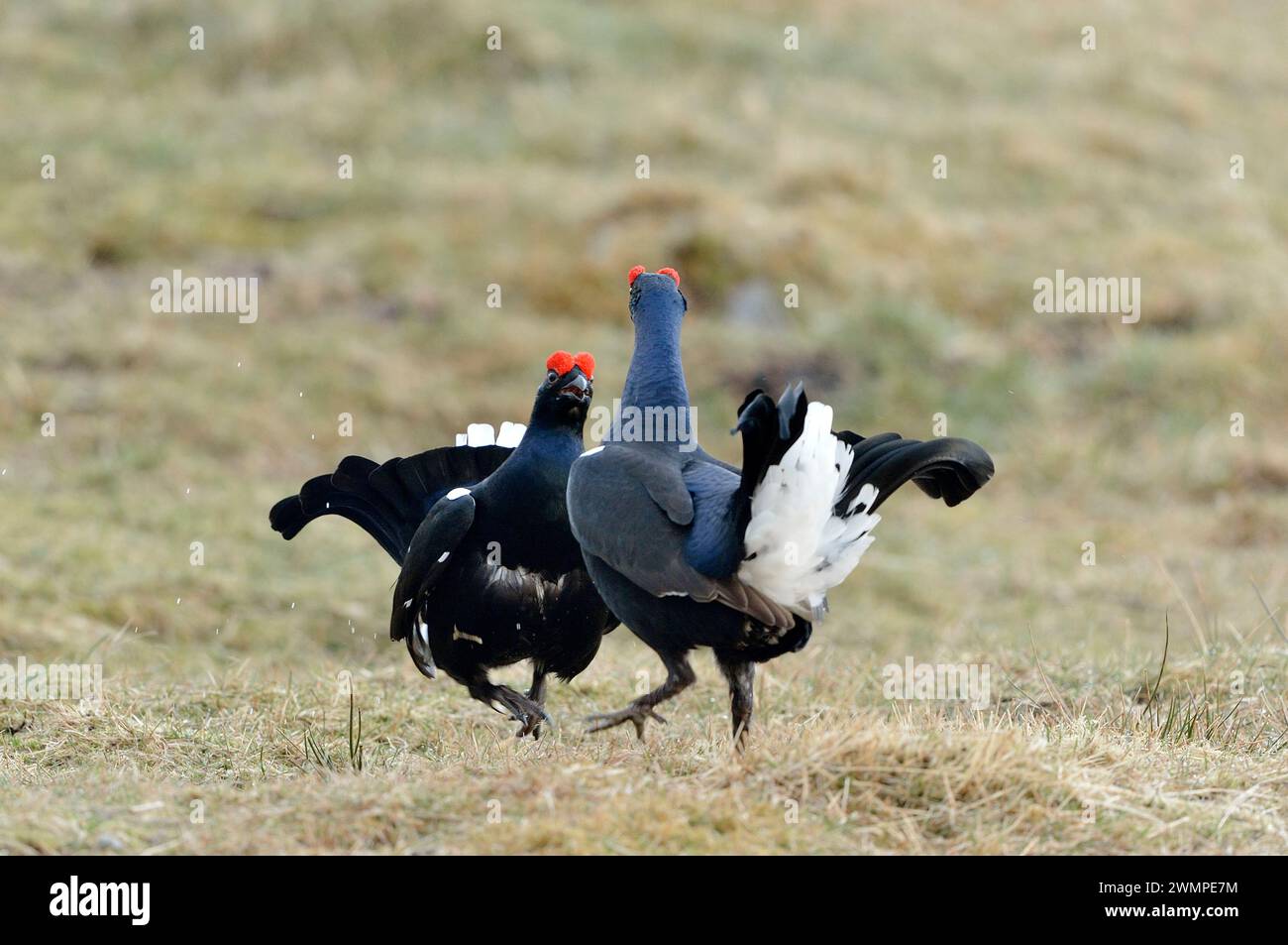 Black Grouse (Tetrao tetrix) two male birds displaying in early morning a lek site in spring, Deeside, Cairngorms National Park, Scotland, April 2018 Stock Photo