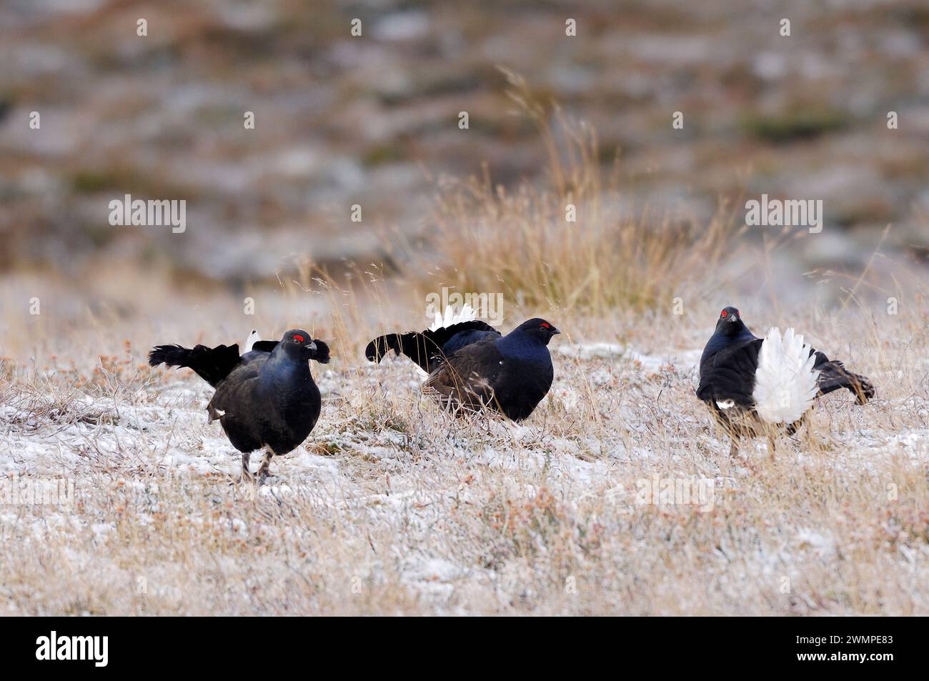 Black Grouse (Tetrao tetrix) males displaying at lek early in the morning but outwith the breeding season, Cairngorms National Park, Scotland. Stock Photo