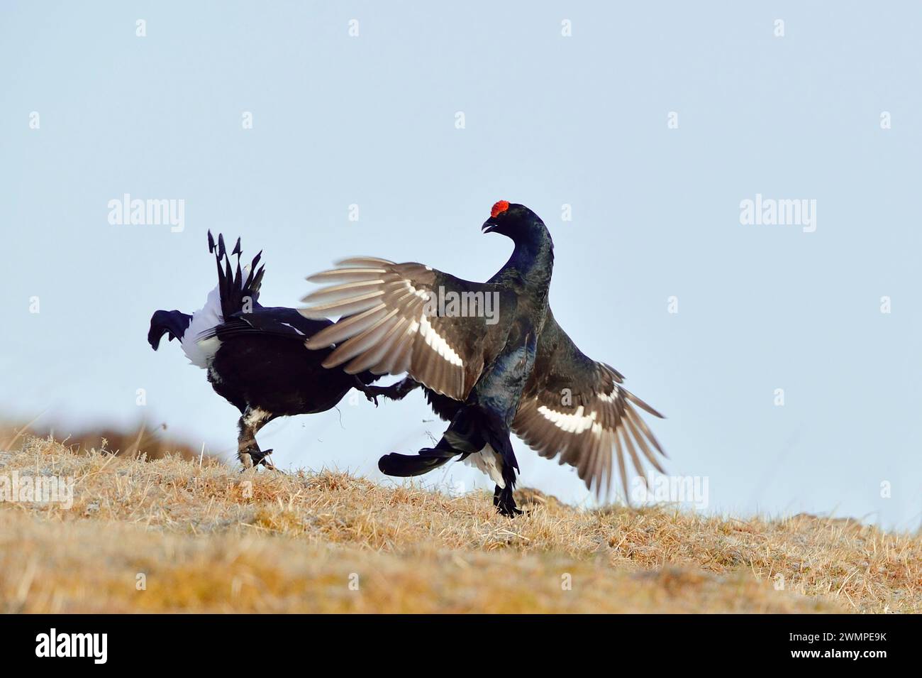 Black Grouse (Tetrao tetrix) two male birds displaying in early morning a lek site in spring, Deeside, Cairngorms National Park, Scotland, April 2014 Stock Photo