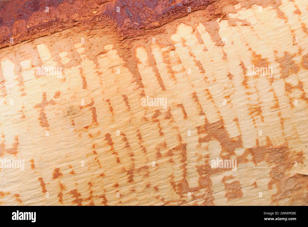 European Beaver (Castor fiber) teeth marks on felled silver birch tree (Betula pendula) where they have chewed the bark off for food, Perthshire. Stock Photo