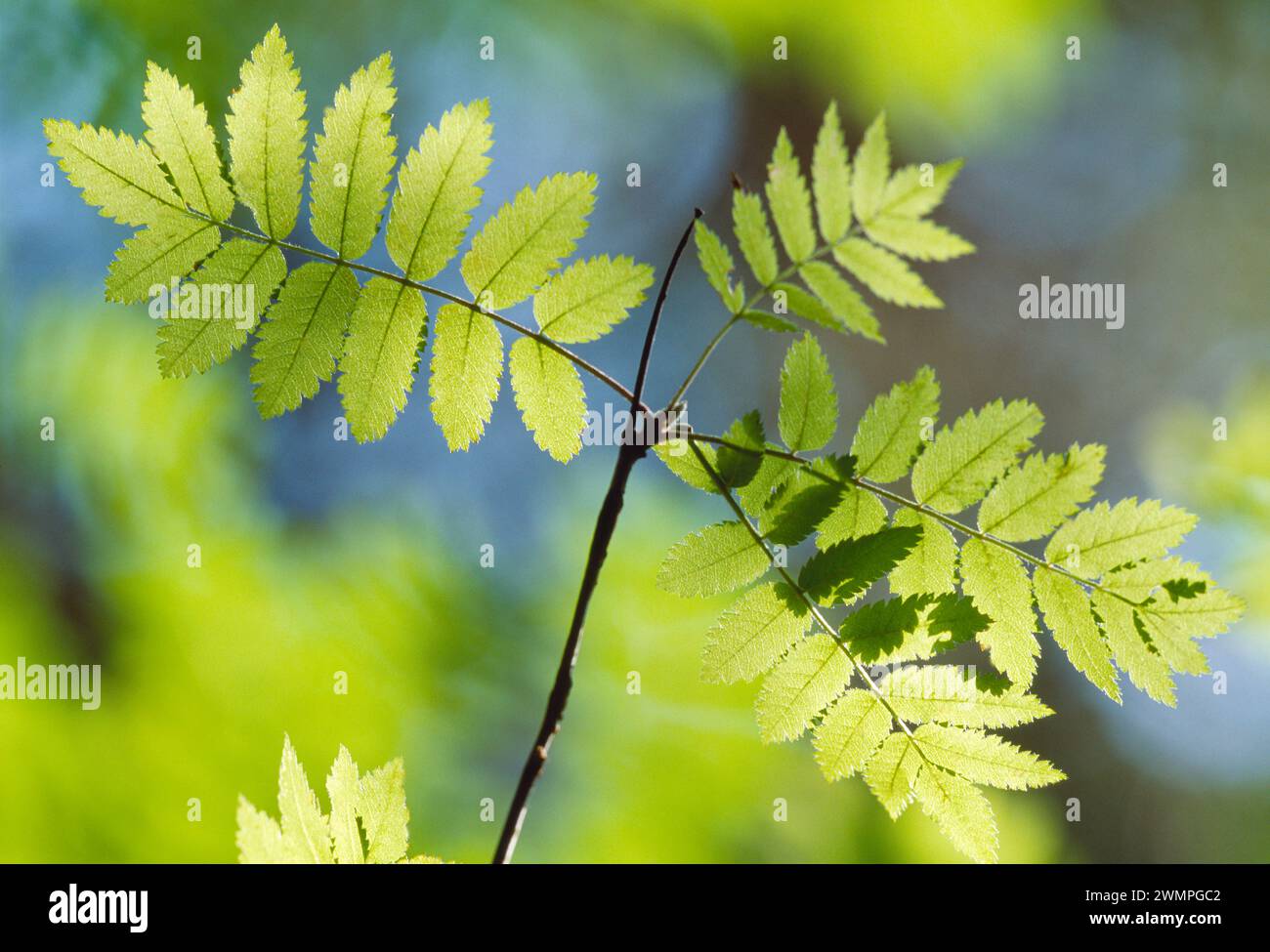 Rowan / Mountain Ash (Sorbus aucuparia) backlit leaves of young tree growing in the Black Wood of Rannoch, Perthshire, Scotland, August, 1998 Stock Photo