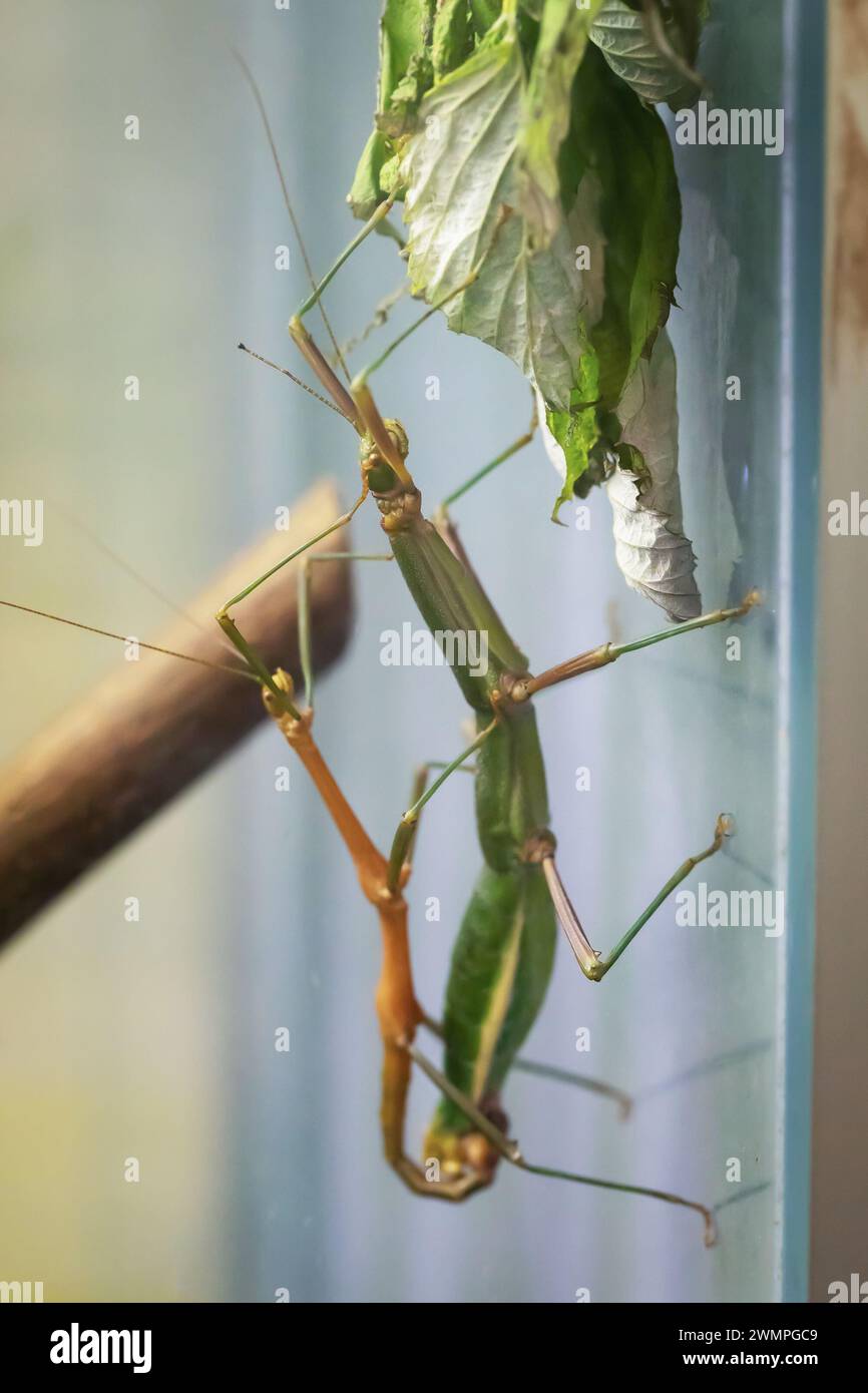 A stick insect in a glass aquarium eats a leaf Stock Photo