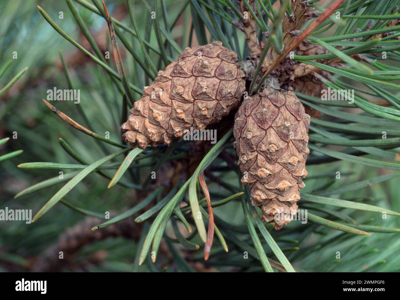 Scotch Pine Branch with Pinecones - 25cm Scotch Pine Branch with Pinecones - 25cm