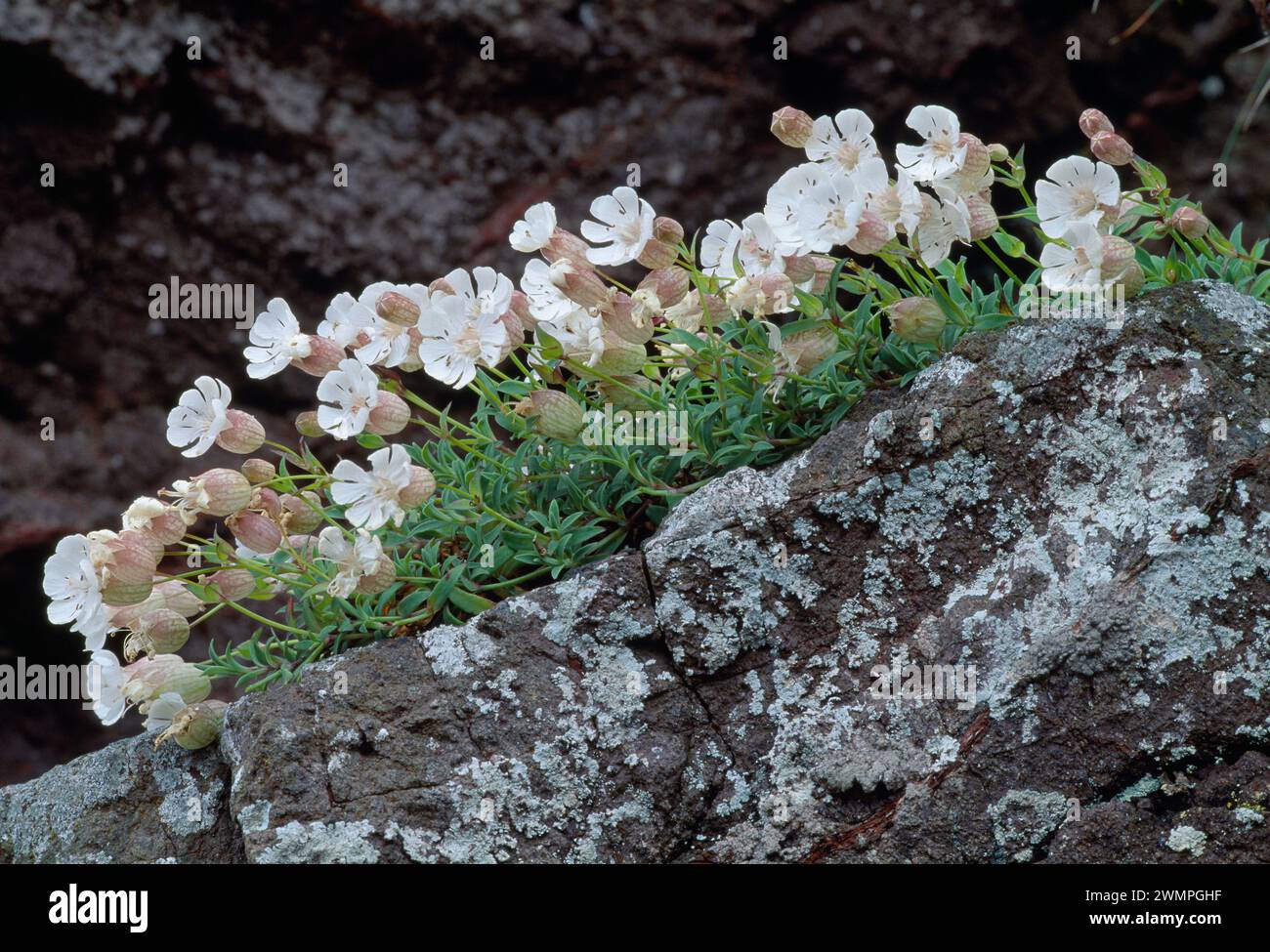 Sea Campion (Silene maritima) clump growing on cliff ledge at St Abbs Head National Nature Reserve, Beerwickshire Scottish Borders, Scotland June 2002 Stock Photo