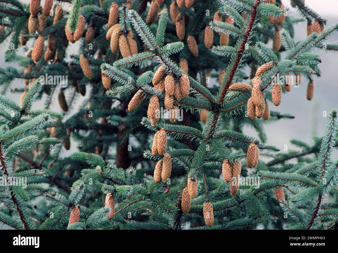 Sitka Spruce (Picea sitchensis) view of section of mature tree showing cone crop, Isle of Mull, Inner Hebrides, Scotland, May 1987 Stock Photo
