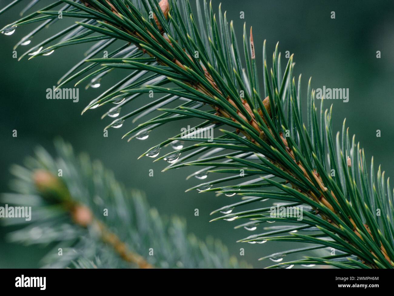 Sitka Spruce (Picea sitchensis) close-up of needles in rain, foresty plantation, Argyll, Scotland, July 1986 Stock Photo