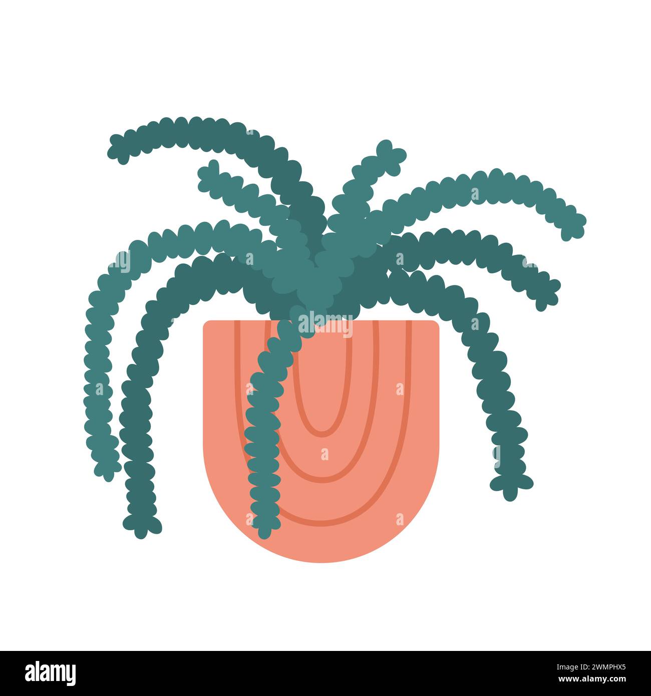 Crassula plant in trendy pot Stock Vector