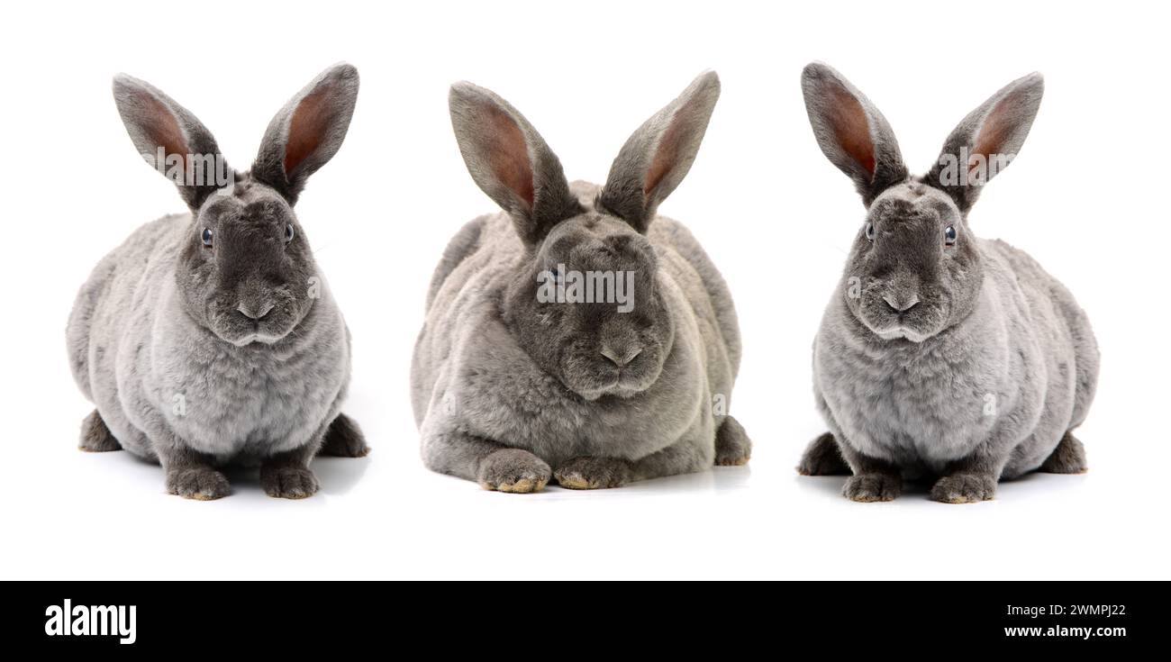 grey rabbit on a white background Stock Photo - Alamy