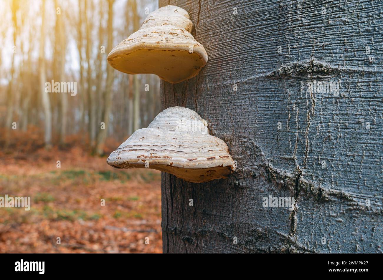 Mulberry mushrooms on a tree trunk in the forest. Parasitic fungi on a tree Stock Photo