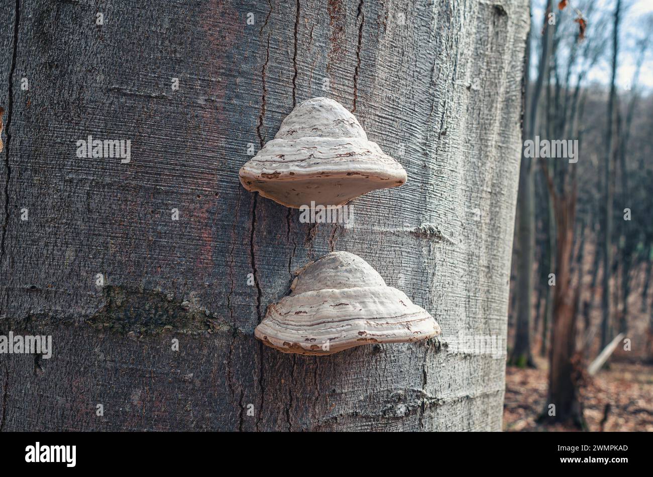 Mulberry mushrooms on a tree trunk in the forest. Parasitic fungi on a tree Stock Photo
