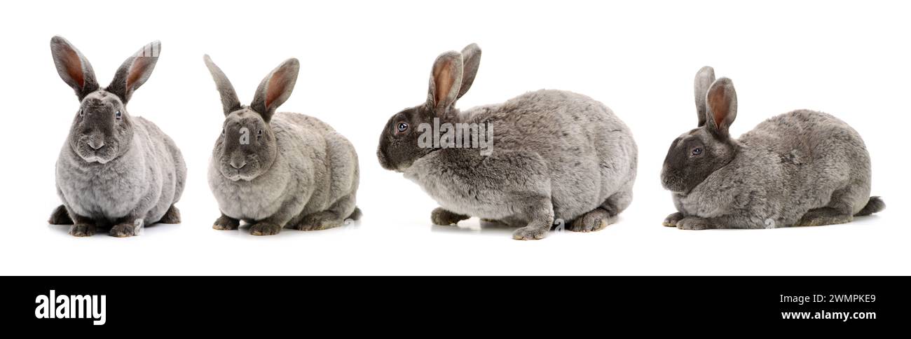 grey rabbit on a white background Stock Photo - Alamy