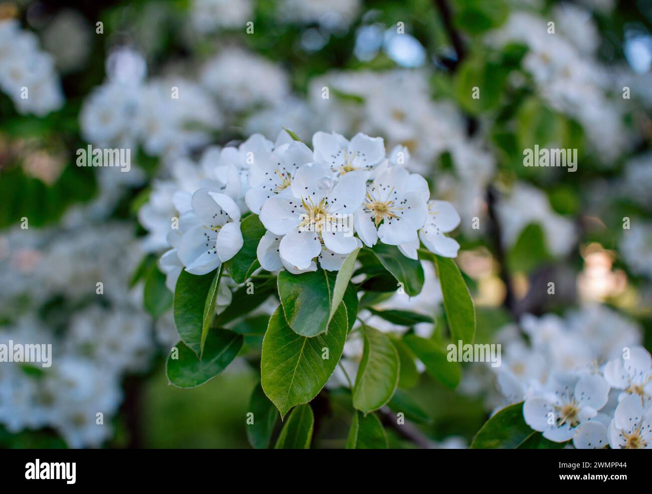 Beautiful blooming pear tree branches with white flowers and buds ...