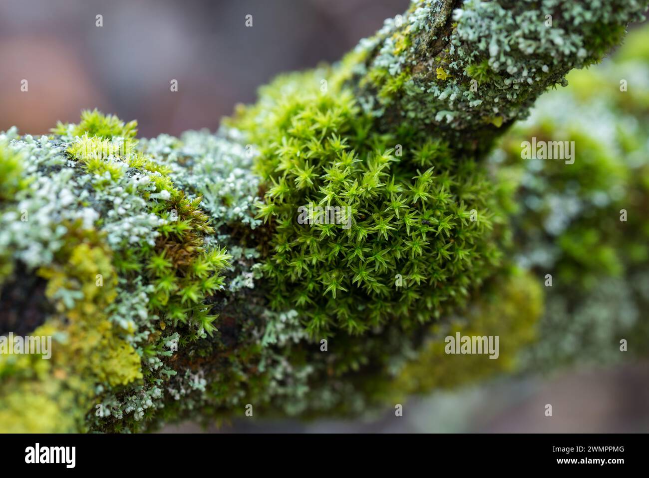 lichen species and moss on tree branch closeup selective focus Stock Photo