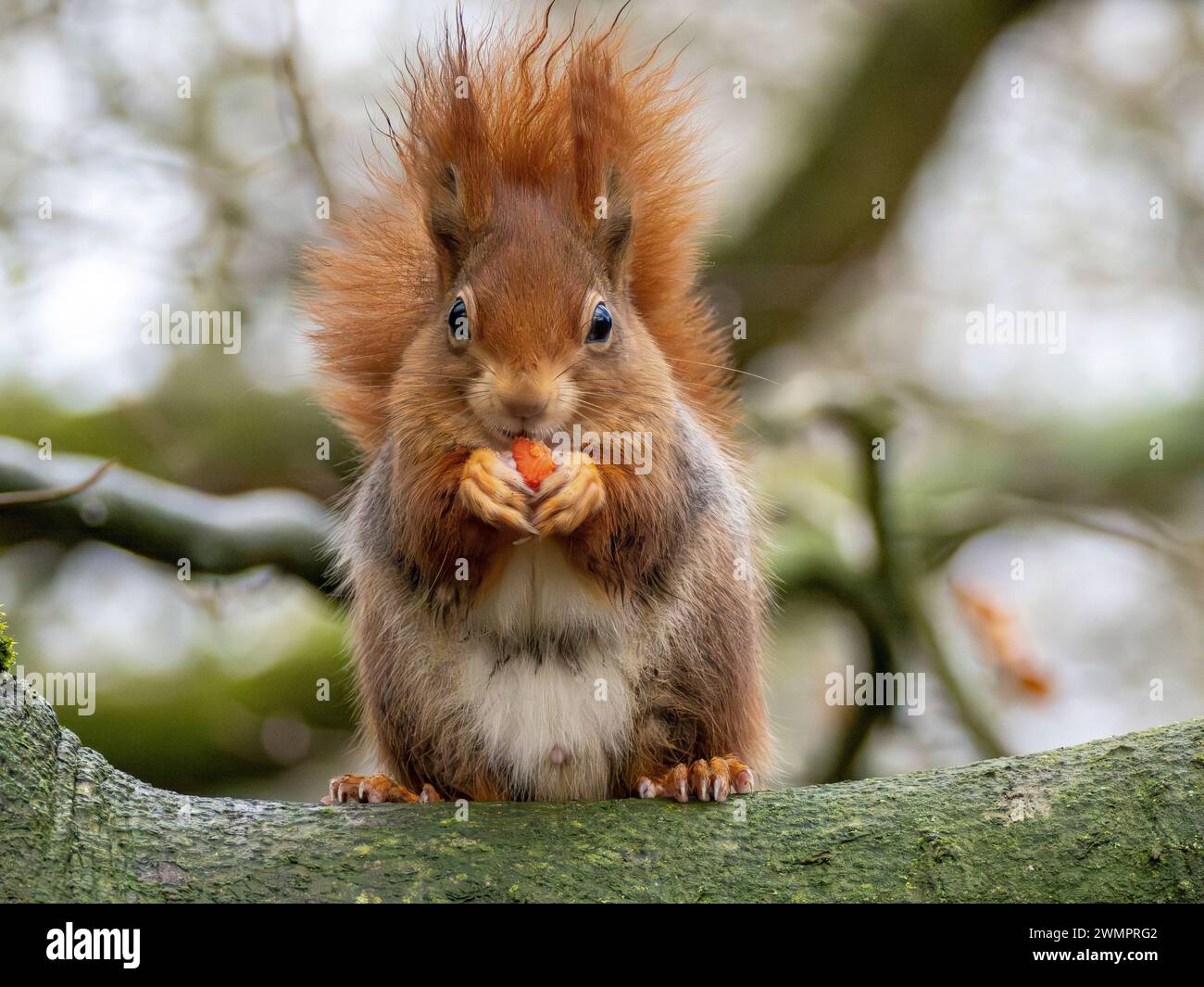 Red Squirrel Sciurus vulagarissitting on a tree branch eating food. Stock Photo