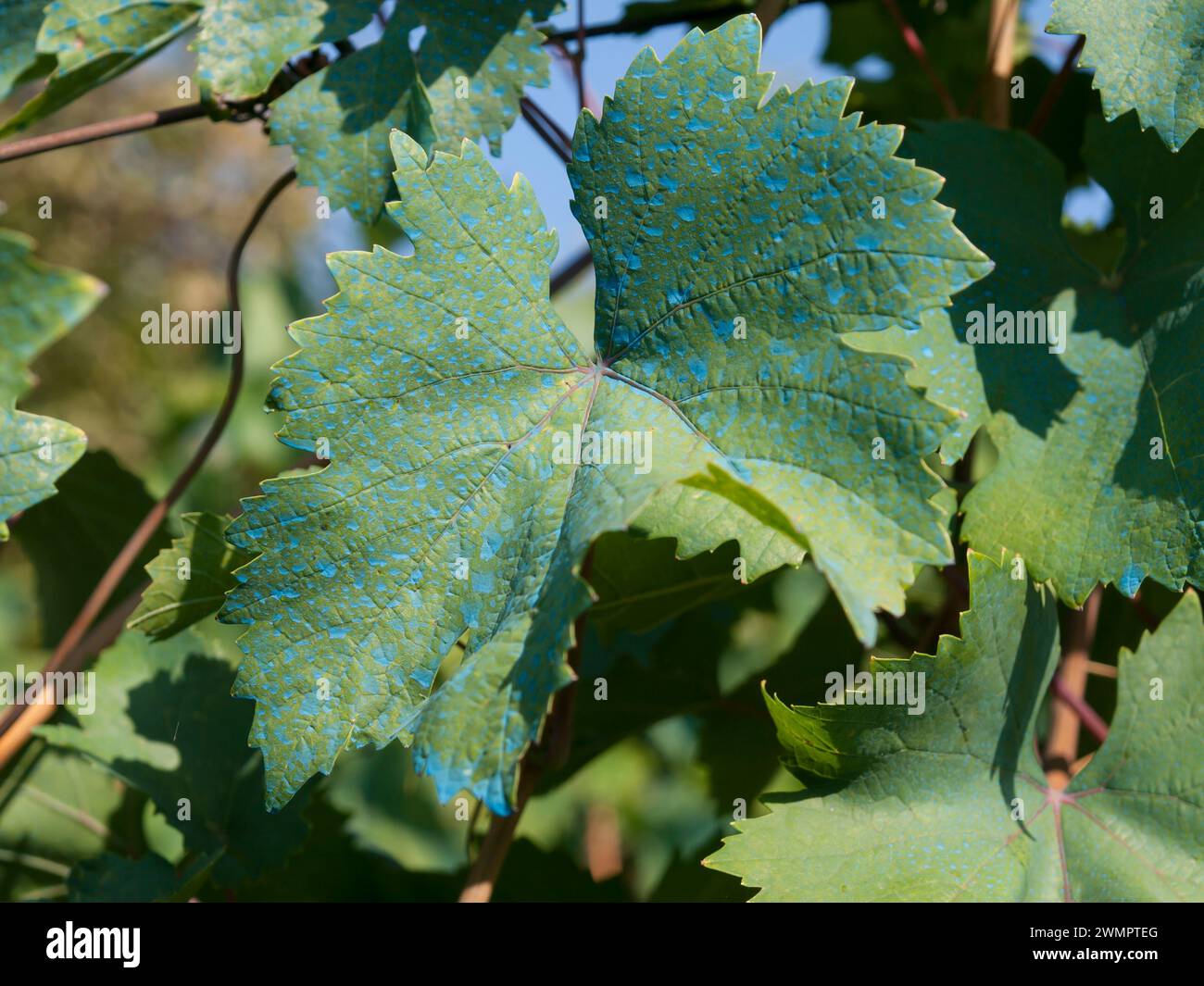 Copper sulfate on vine leaf, bordeaux mixture. Vine and grape ...