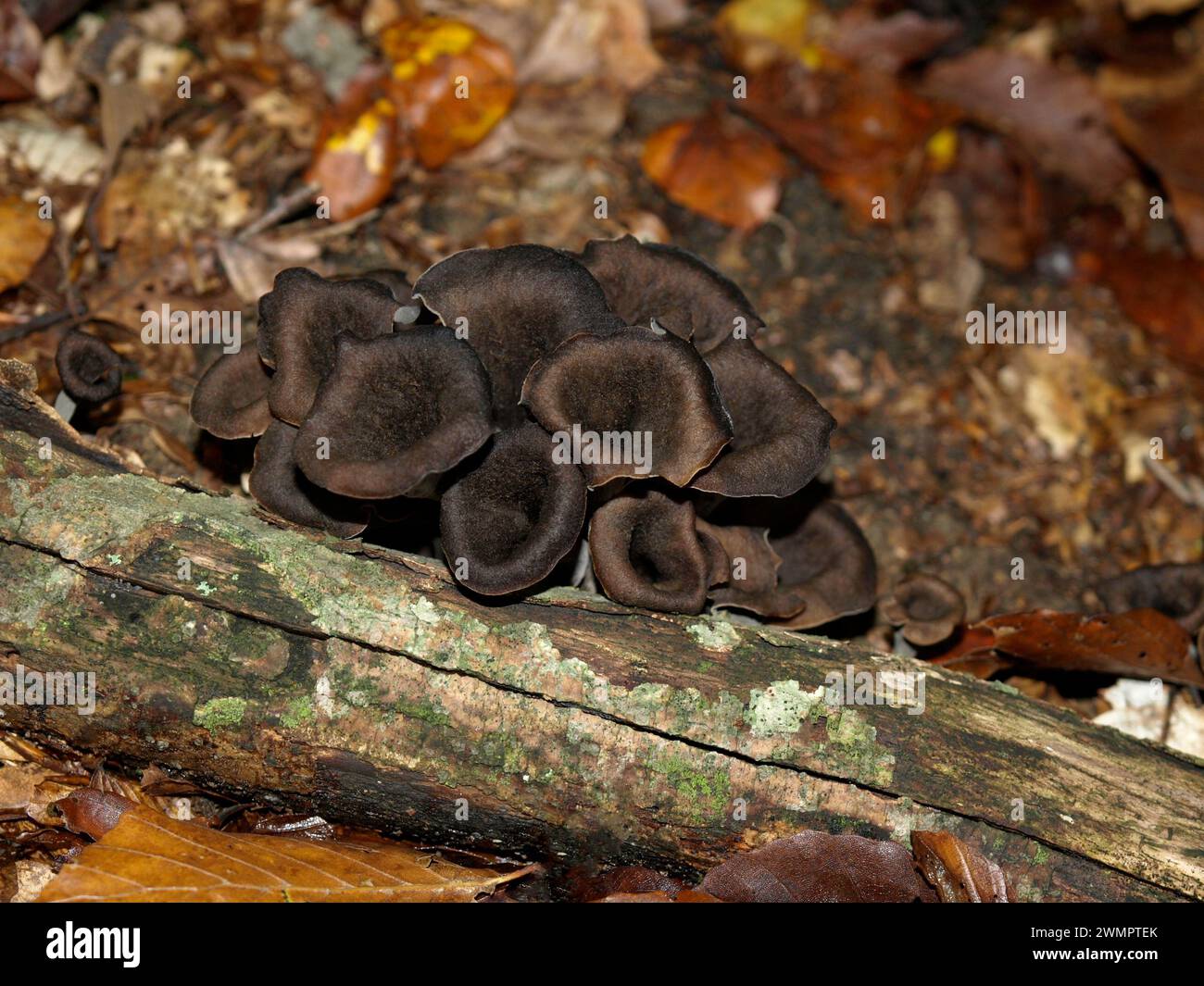 Craterellus cornucopioides - Black trumpet in the wood near rotten branch. Good natural forest food. Mushroom in Croatia. Salutary. Stock Photo