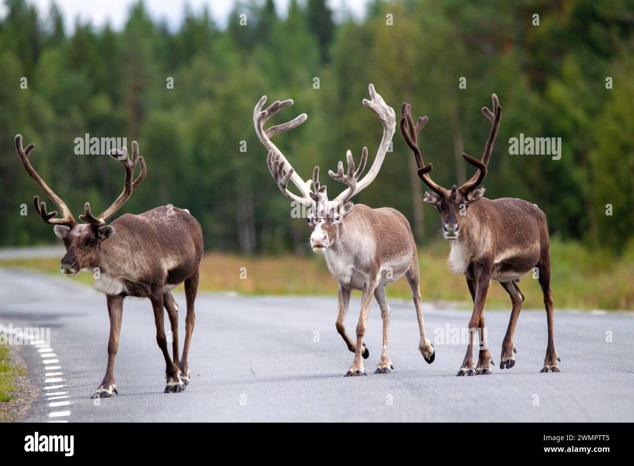 Rebtiere auf der Straße reindeer in the forest on the road in the summer. Stock Photo