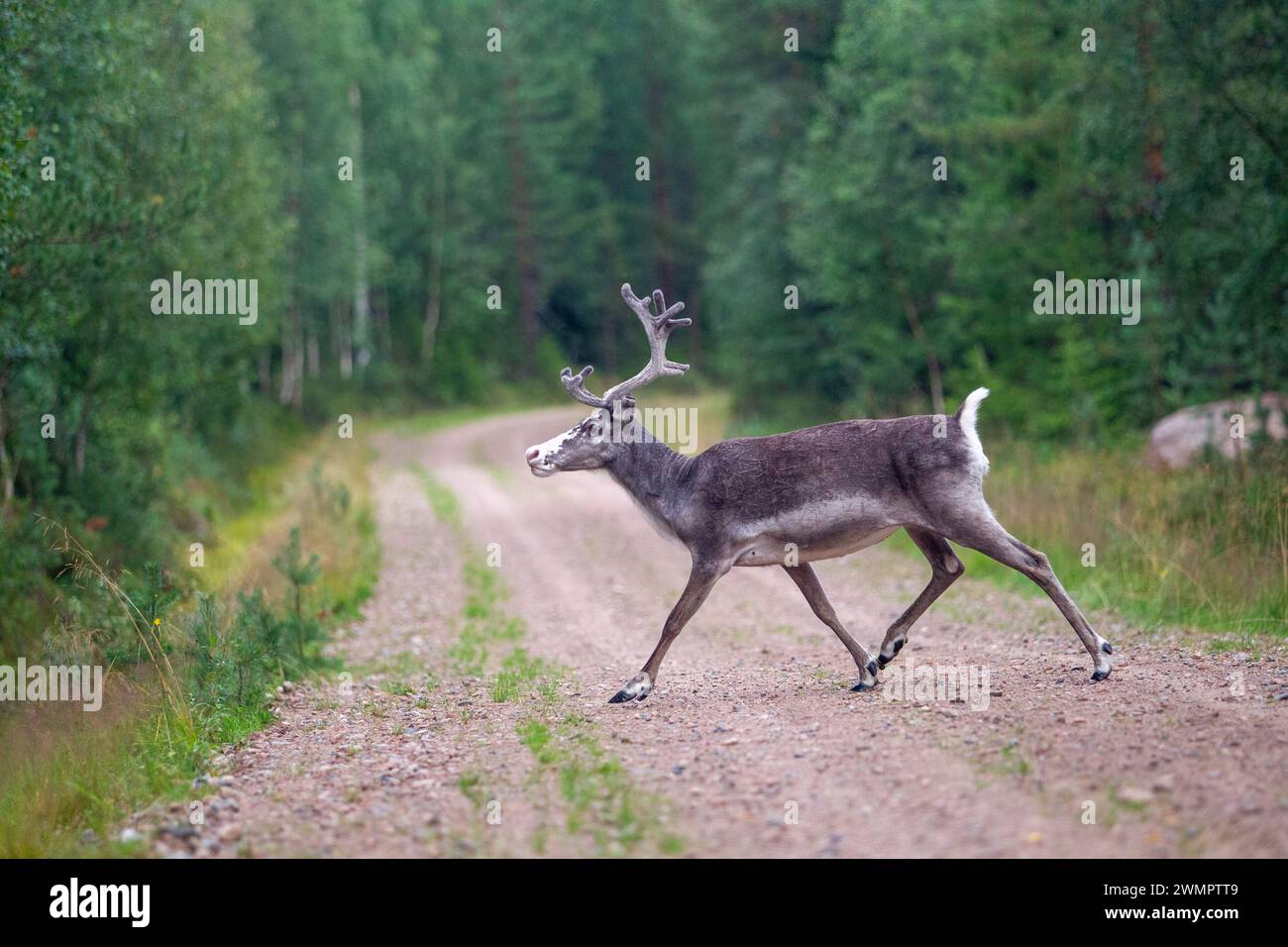 reindeer in the forest on the road in the summer. Stock Photo