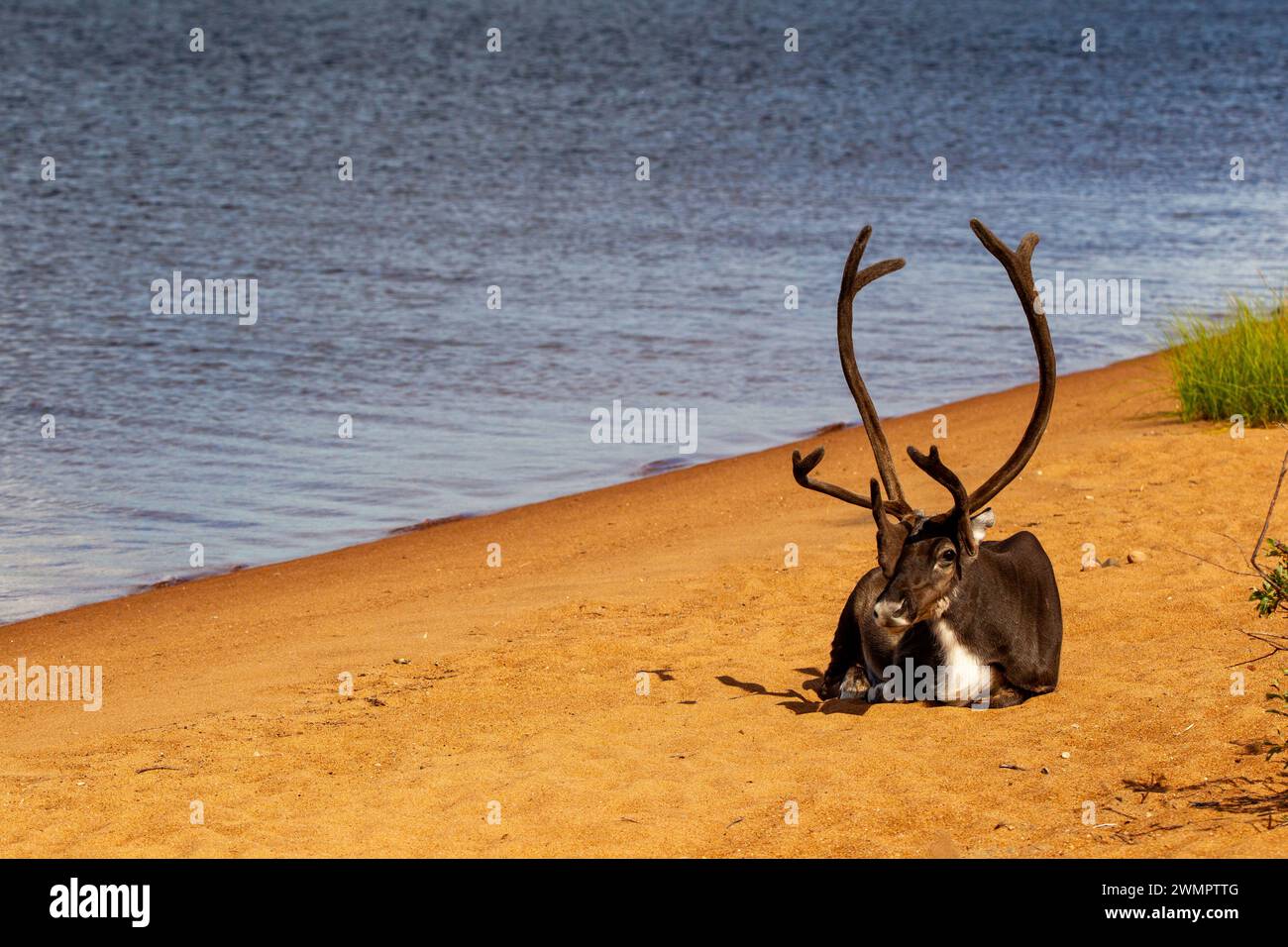Reindeer on the beach Stock Photo