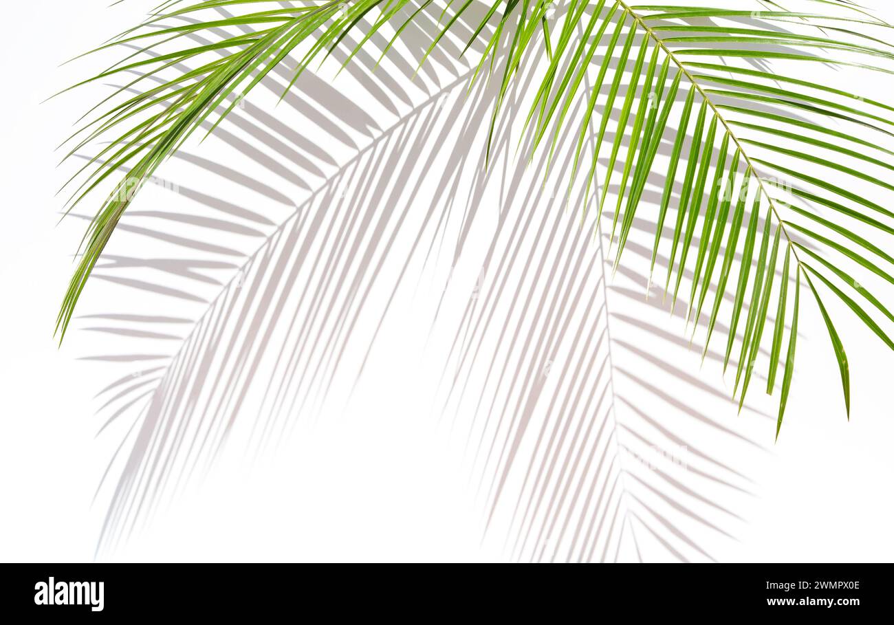 Palm leaves on white background Stock Photo