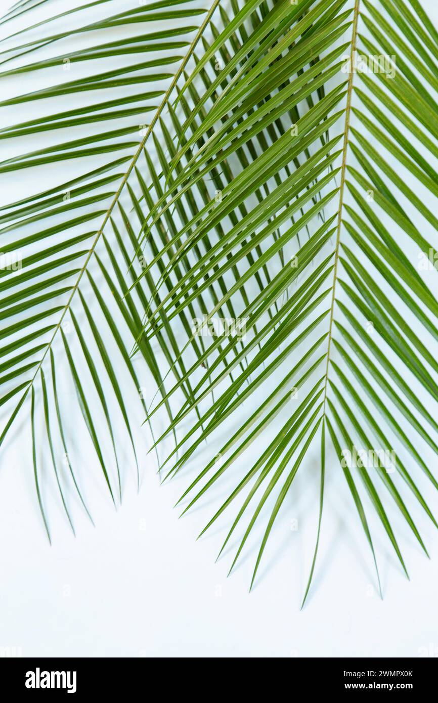 Palm leaves on white background Stock Photo