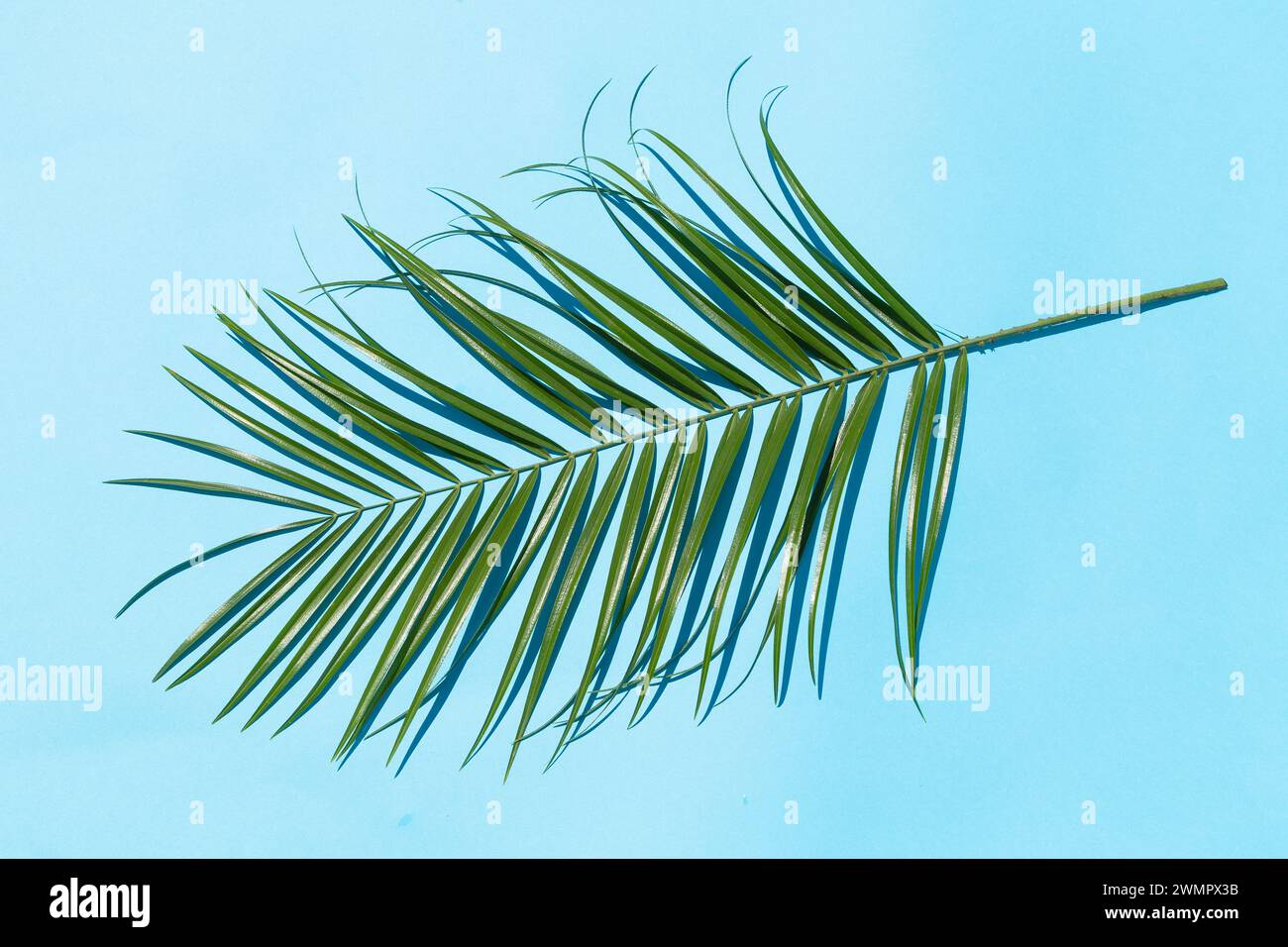 Palm leaf on blue background with a shadow Stock Photo