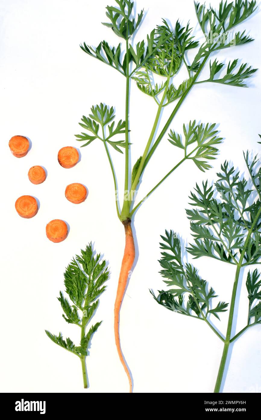 The picture shows a botanical illustration of a carrot plant, its fruit with green tops and leaves separately. Stock Photo