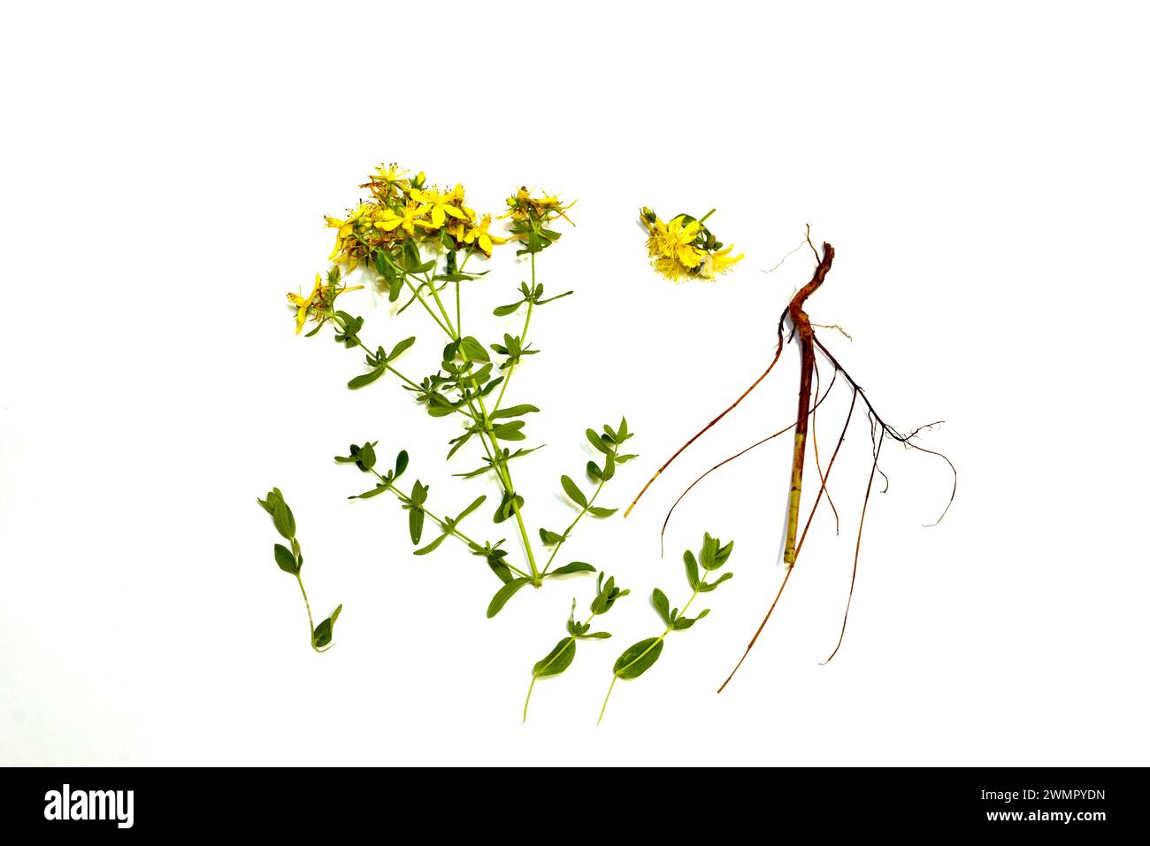 The picture shows the herb St. John's wort with yellow flowers, its root system, leaves and five-petal flowers separately. Stock Photo