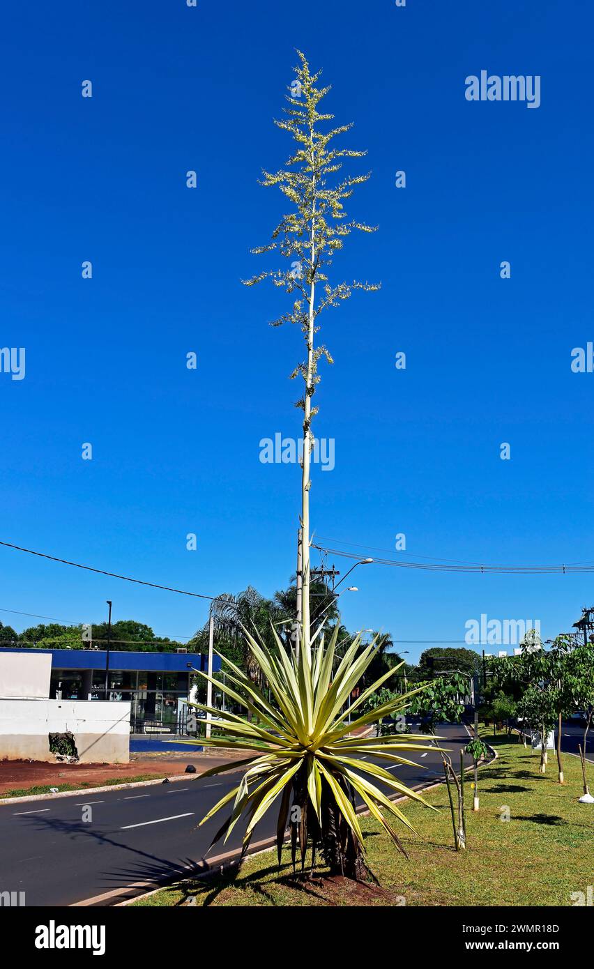 Agave with flowers in the central median of the avenue, Ribeirao Preto, Sao Paulo, Brazil Stock Photo