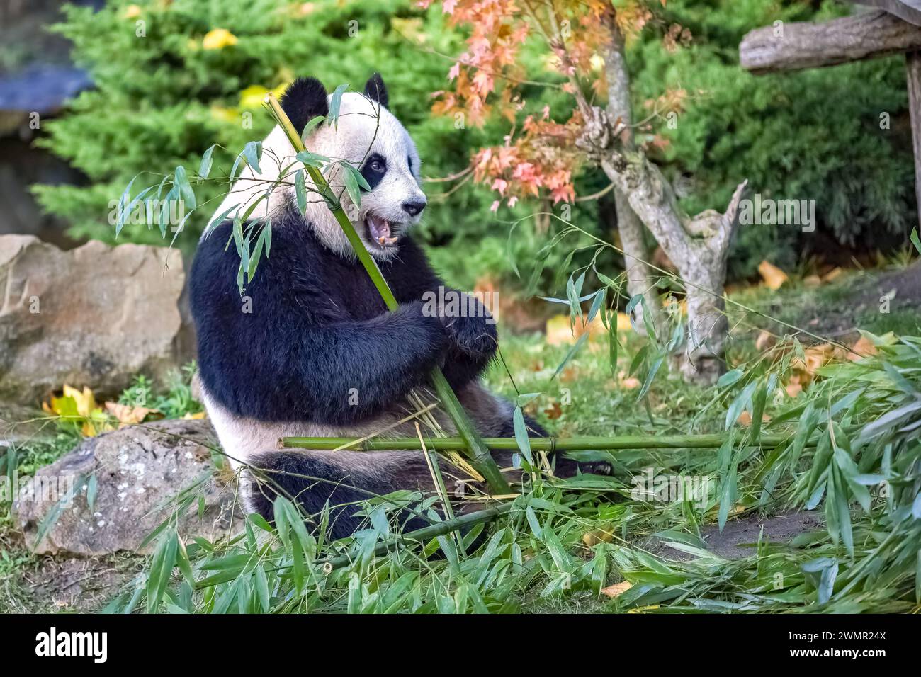 Young giant panda eating bamboo in the grass, portrait Stock Photo