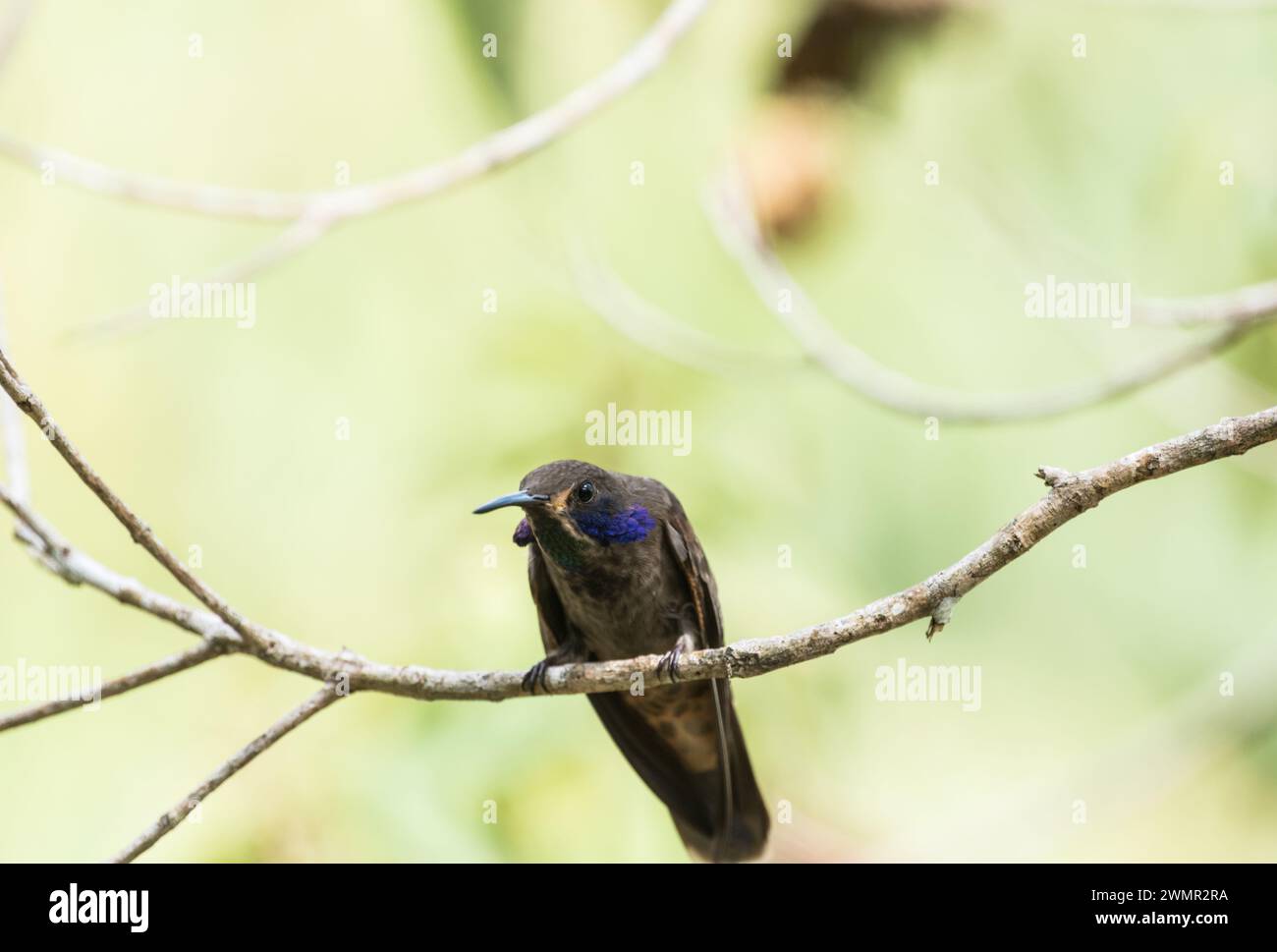 Perched Brown Violet-ear (Colibri delphinae).  This male aggressively defended the nearby bird feeder! Stock Photo