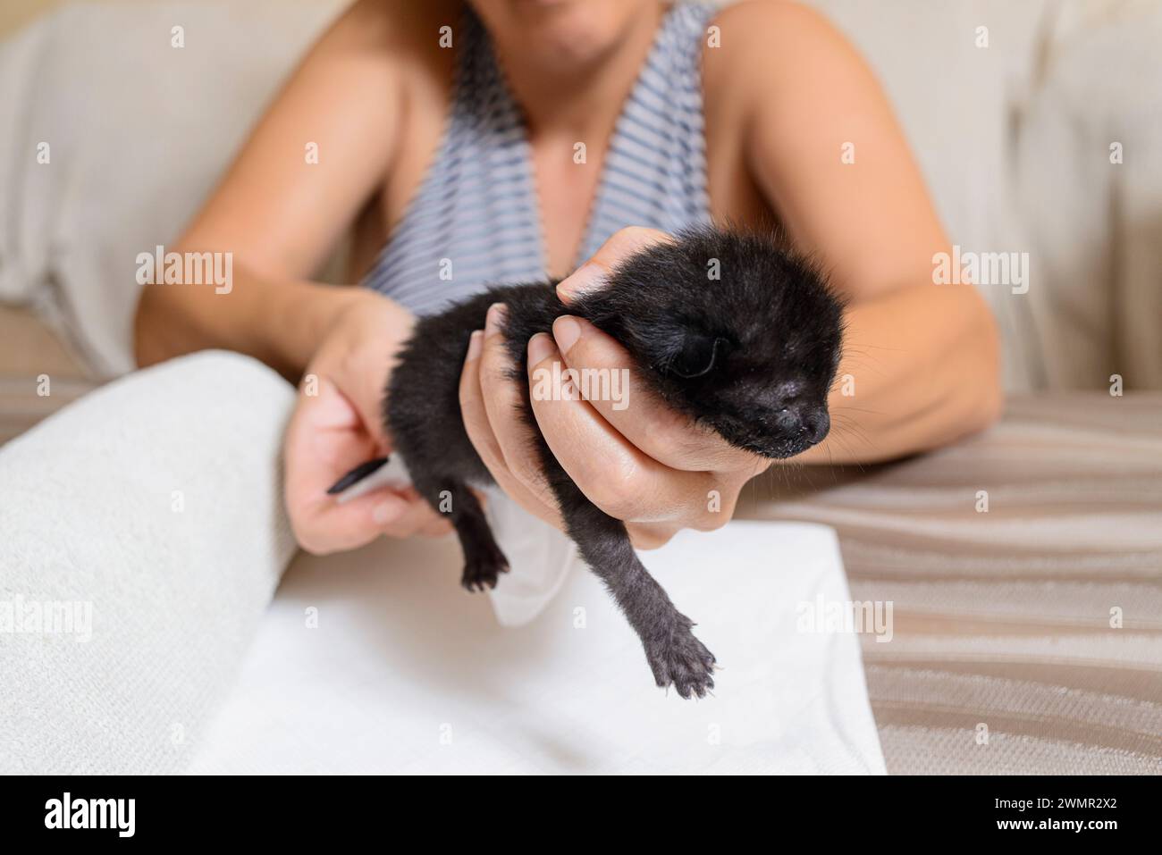 A woman helps an orphaned kitten to poo. Very young kittens need encouragement to help them relieve themselves. Stock Photo