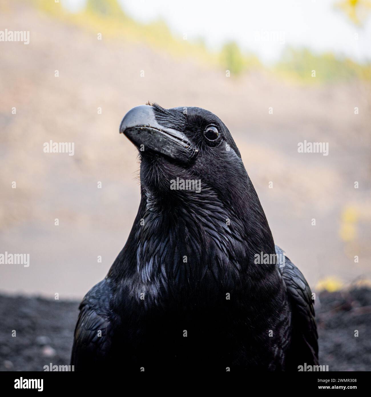 close up view of the head of a crow Stock Photo