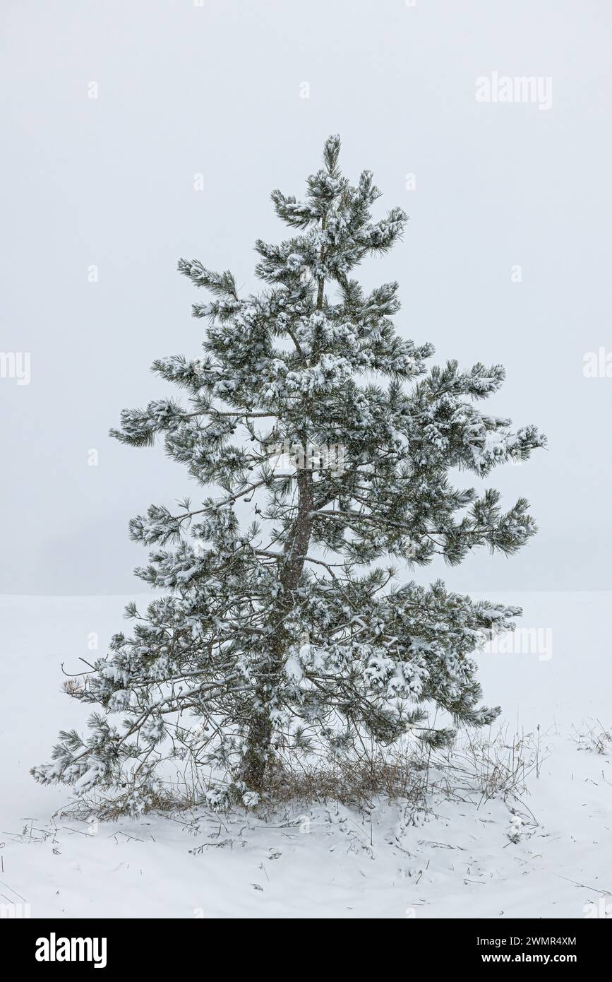 Scots Pine, Pinus sylvestris, in heavy snow in Mecosta County, Michigan, USA Stock Photo