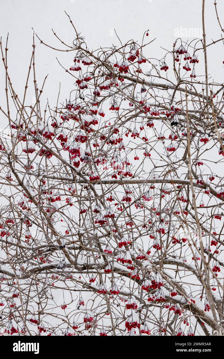 Highbush Cranberry, Viburnum trilobum or opulus, Mecosta County, Michigan, USA Stock Photo
