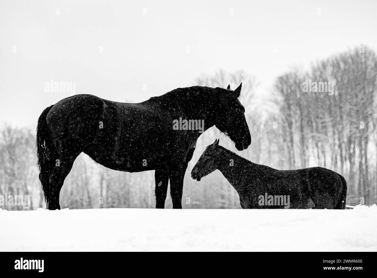 Farm work usa animals Black and White Stock Photos & Images - Alamy
