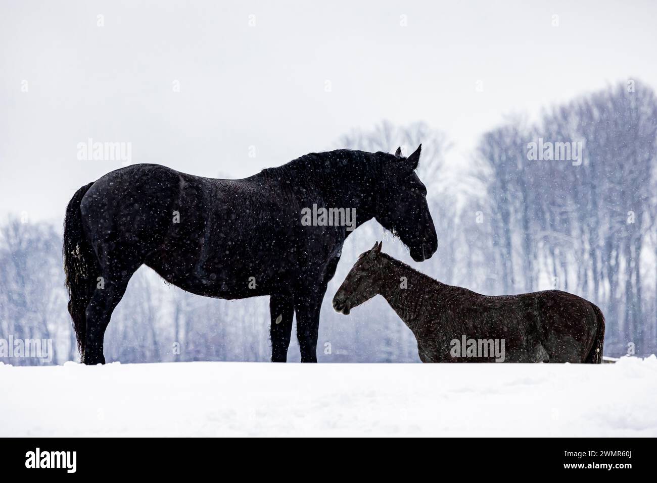 Amish Work Horses In A Pasture In Mecosta County, Michigan, Usa Stock 