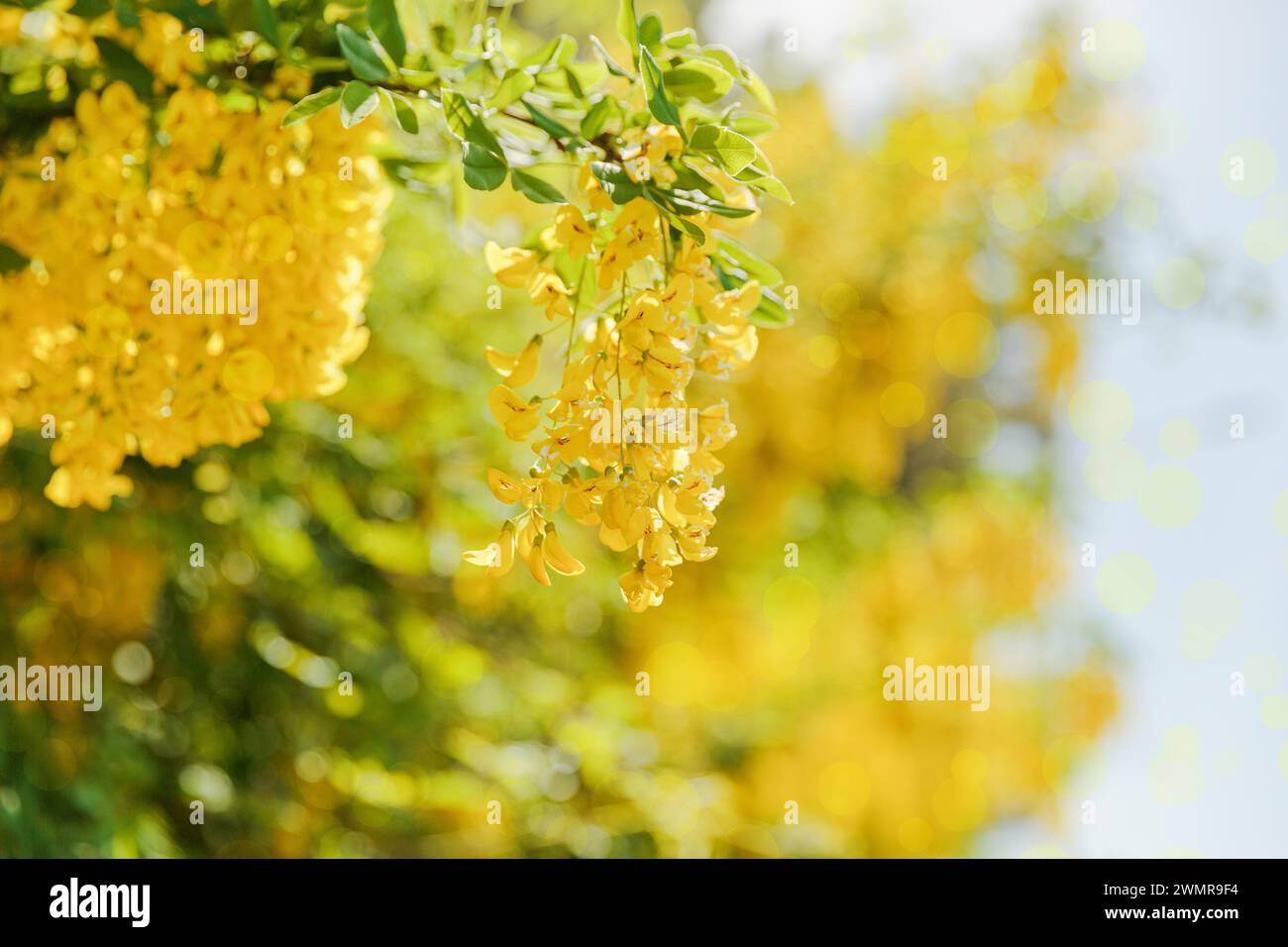 Spring Bloom of Yellow Laburnum Flowers Stock Photo