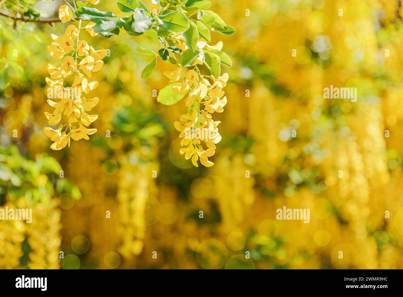 Spring Bloom of Yellow Laburnum Flowers Stock Photo