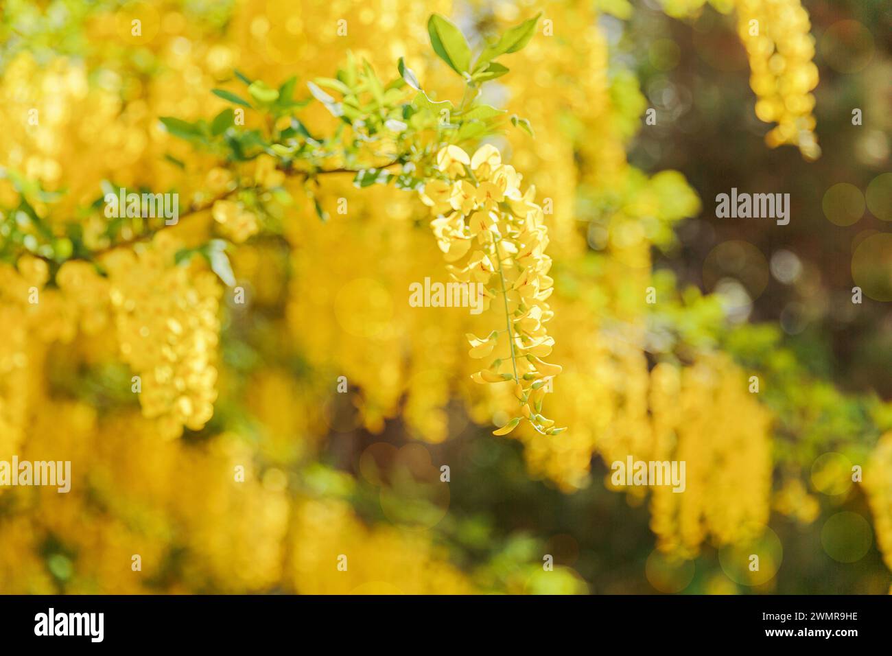 Blooming Yellow Laburnum in Spring Sunshine Stock Photo