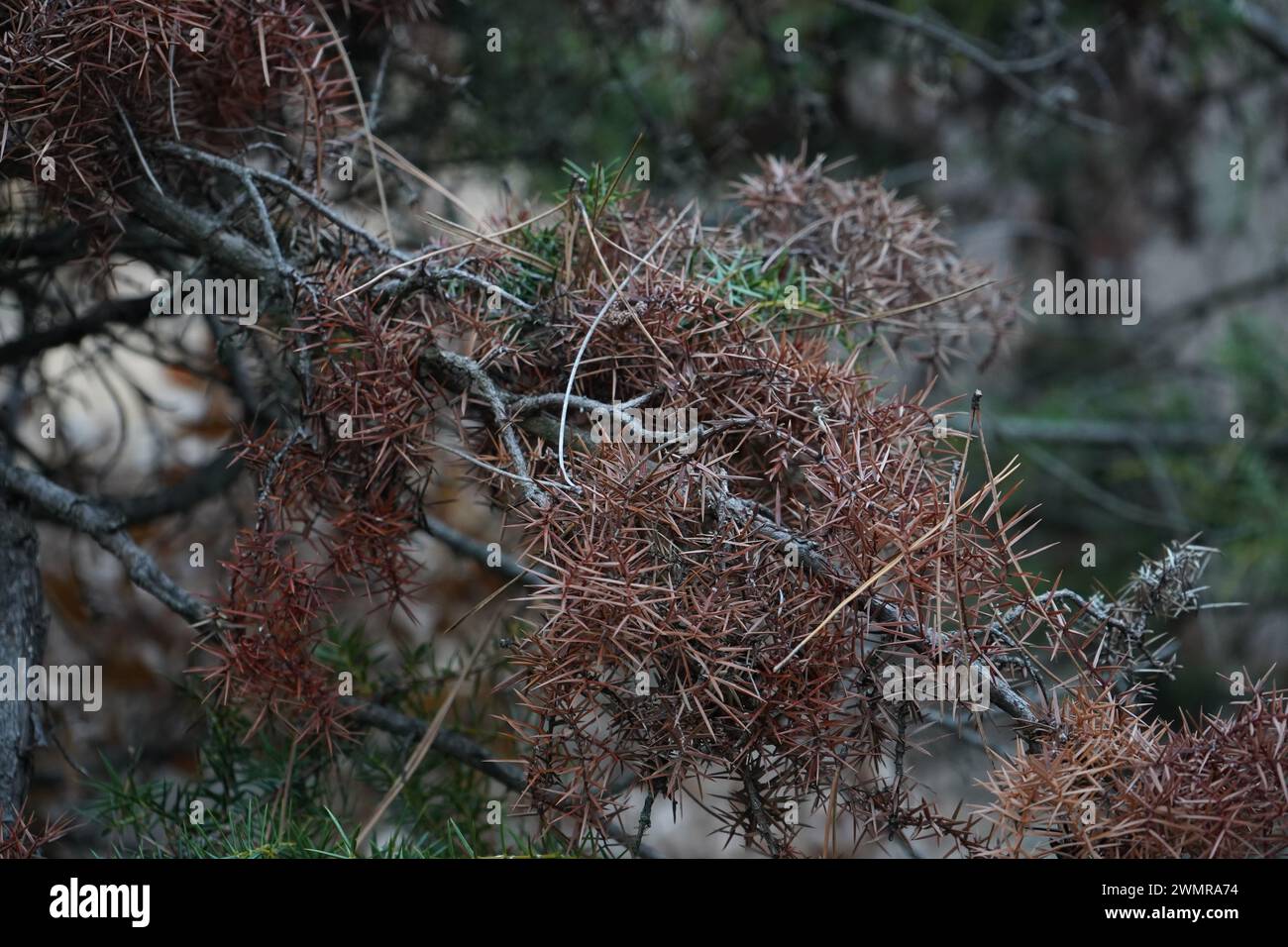 Juniper, Juniper dwarf mistletoe(Arceuthobium oxycedri) Stock Photo