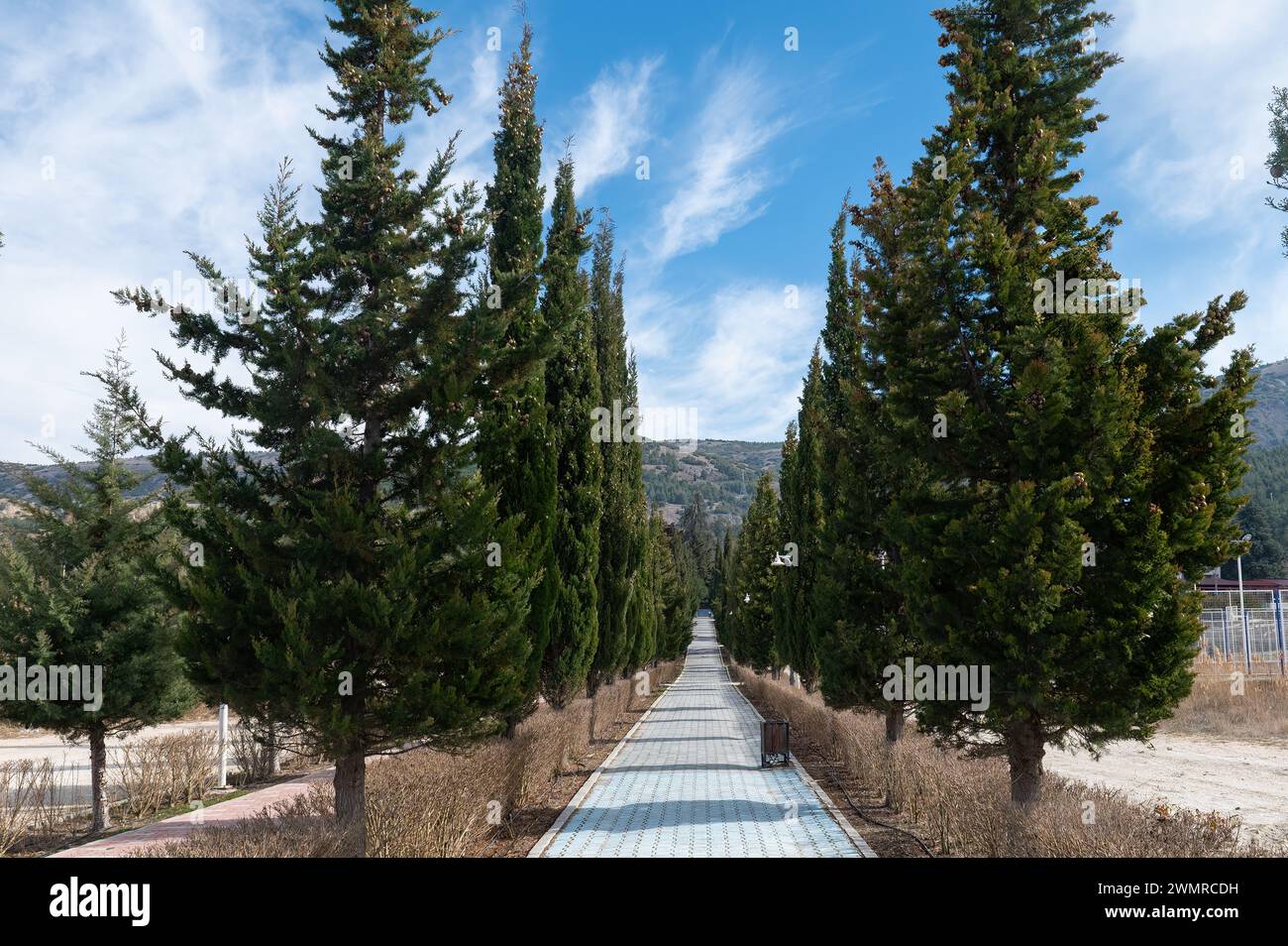 Walking path with cypress trees around it. Stock Photo